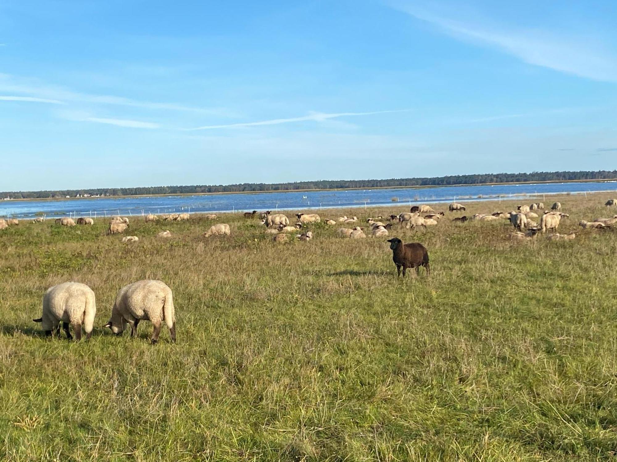 Urlaub Unterm Reetdach Auf Dem Darss Villa Fuhlendorf  Buitenkant foto